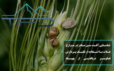 شناسایی آفت سن مادر در مزارع غلات با استفاده از تکنیک پردازش تصاویر دریافتی از پهپاد